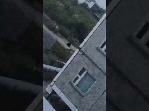 Бурый медведь забрел ночью в поселок Нижнеколымского района Якутии