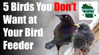 5 Common Backyard Birds You DON