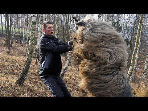 Nije dao ovna ni za 5000 KM