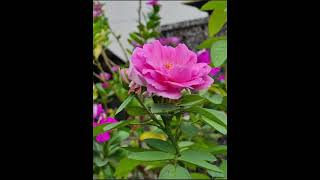 Download lagu Morning Flower(Samsung Alarm) Remix mp3 Download lagu Morning Flower(Samsung Alarm) Remix mp3