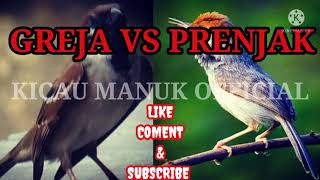 Download lagu MASTERAN YAHUUUUT BURUNG GEREJA VS PRENJAK. mp3