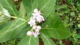 Joint pain remedy- Ayurveda- Calotropis or erukku leaves