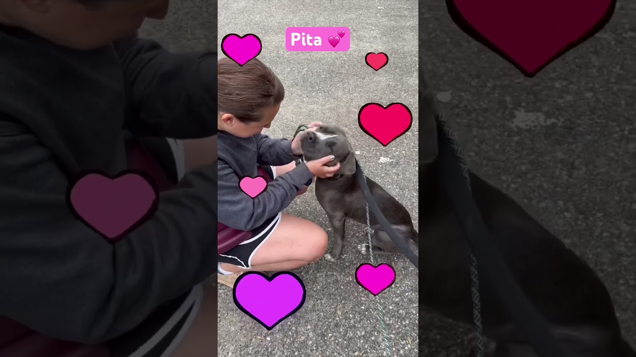 Enlarge Pita, a ADOPTABLE mixed breed in Burbank, CA video 6/6