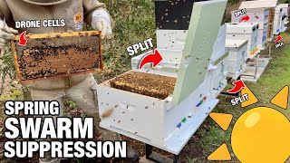 Swarm Prevention: Splitting Beehives Before Spring