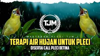 Download lagu 🔴 LIVE Terapi Pleci Suara Air Hujan   Suara Pleci Betina  !!! mp3