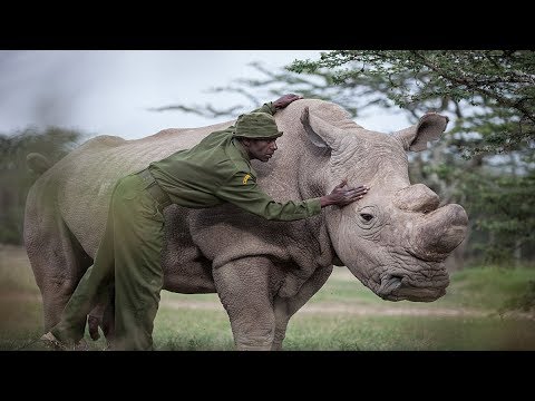 Tiere, die vom Aussterben bedroht sind