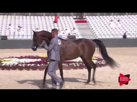 N.98 SHURUG ATHBAH - Asharqia Classic 2018