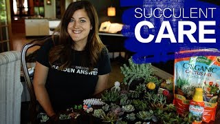 How I Care for New Succulents // Garden Answer