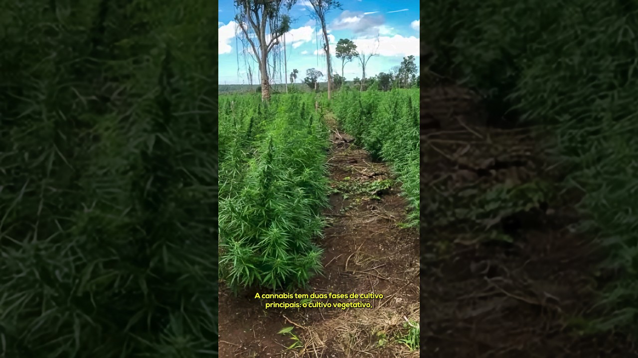 Entenda o processo da produção da maconha - #shorts