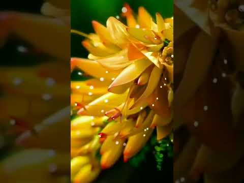 In Frame; indian paradise flycatcher | #shorts #flycatcher #hashtags #birds #nature