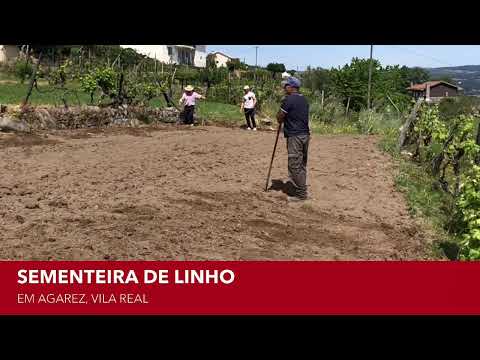 Cultivo do linho em Agarez, Vila Real