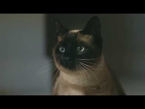 Bosch | The Internet of Things presents – Wake up #LikeABosch