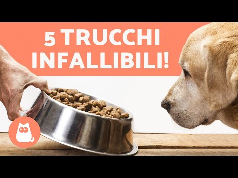 How to get your dog to eat kibble? 🐶✅