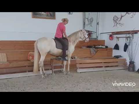 Aufsitzen, Jungpferdeausbildung