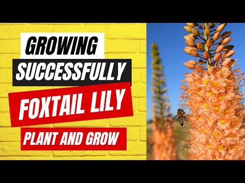 , title : 'Growing Foxtail Lilies How to Successfully Plant and Grow Foxtail Lilies'