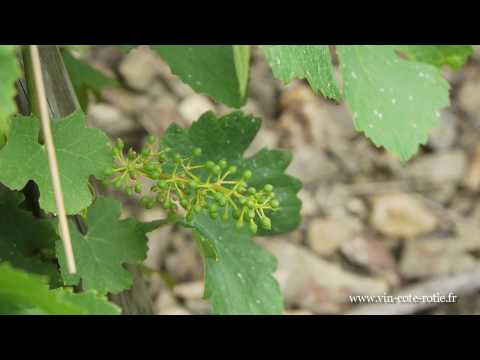 Le travail de la vigne : attachage au jonc en Côte-Rôtie
