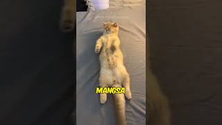 Download lagu Apakah Kucing Bisa Bermimpi? 🤔🐱#shortsfeed #shorts #kucing mp3