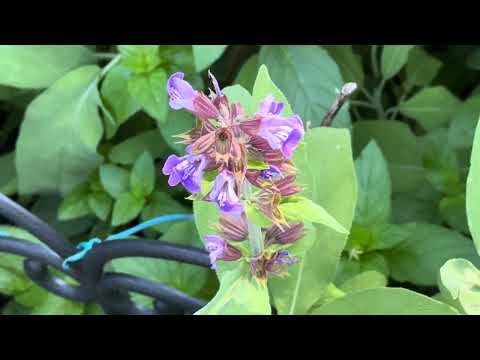 Ms Evelyn’s Garden: A Botanical Oasis: (vol 4 of 4)…Nuggets 77