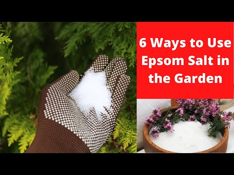 6 Ways To Use Epsom Salt in the Garden