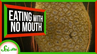 How to Eat When You Don't Have a Mouth: Lessons From 5 Animals
