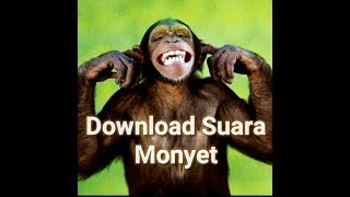 Download lagu Efek Suara Monyet Simpanse gratis nocopyright mp3 Download lagu Efek Suara Monyet Simpanse gratis nocopyright mp3