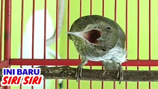 Download lagu Burung siri siri besar gacor ngebren Muzarab buat pancingan dan masteran mp3