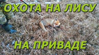 Приманка для лисы