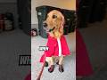 She Likes Her Rain Coat🐶❤️ #shortvideo #shorts #goldenretriever #dog #doglover #dogvideo #cute