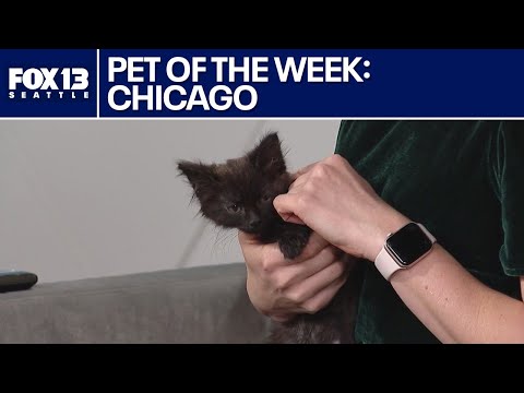 Pet of the Week: Chicago - YouTube