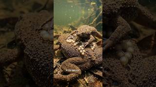 🐸 This Toad's Babies Are Born Straight Out of the Skin on Its Back 🤯