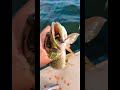 Video Thumbnail for This little  spinner pike don't stand a chance #short #shorts #fishing #follow #subscribe