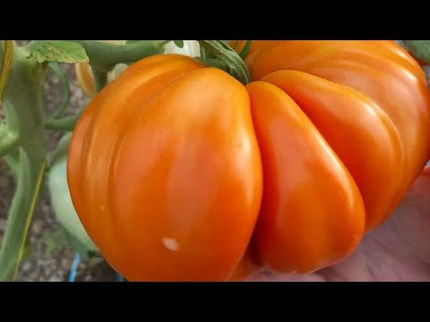 5 MOST COMMON MISTAKES WHEN GROWING TOMATOES (and how to avoid them)