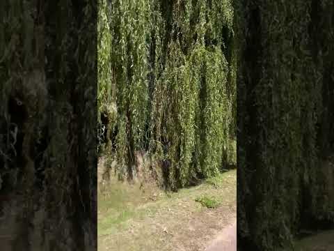 Video de YouTube - Casa en Alquiler de 2 dormitorios con  Jardín en Solymar, Canelones