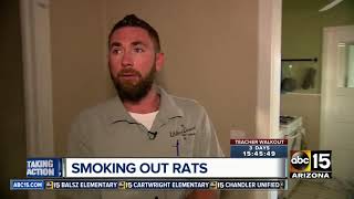 Valley company offering unique way to remove rats from homes