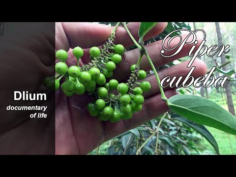 Cubeb (Piper cubeba) - part 1