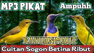 Download lagu MP3 PIKAT AMPUH ATASI SOGOK ONTONG LIAR YANG SUSAH TURUN mp3