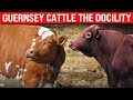 🔴 [ DAIRY COWS ] GUERNSEY CATTLE DOCILITY ✅ Biggest Bulls And Cow