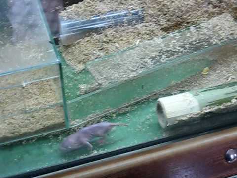 Die Nacktmullen von Hellabrunn