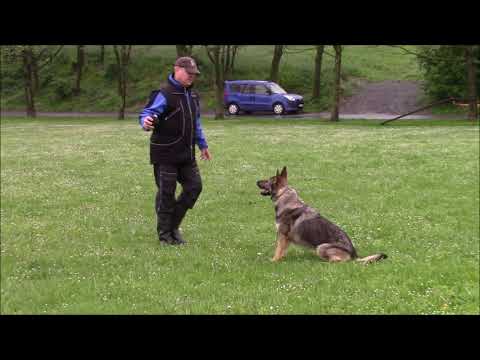 Xara z Jukasu - obedience - 13 months