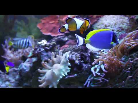 Relaxing Piano Music-Essential Escape ,Stress Relief, Spa Music Relaxation , Massage,and Meditation