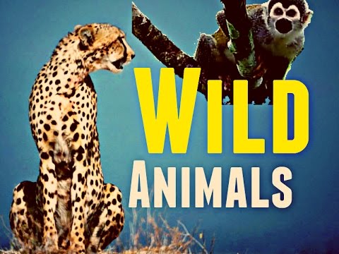 Animals and The Wild life Video : Awesome Animals and The Wild life