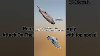 Peregrine falcon sharply attack on the racing pigeon with top speed 390kmh #fyp