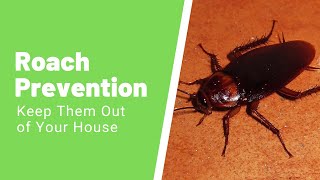 Where Do Roaches Come From in Apartments? Tips to Keep Roaches Out