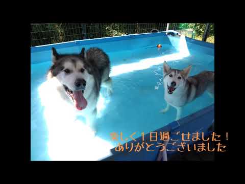 夏のアラスカン・マラミュートの世話