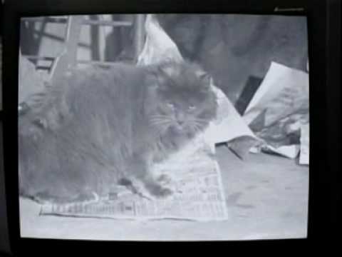 Friends - Gatto Rognoso - Il Video