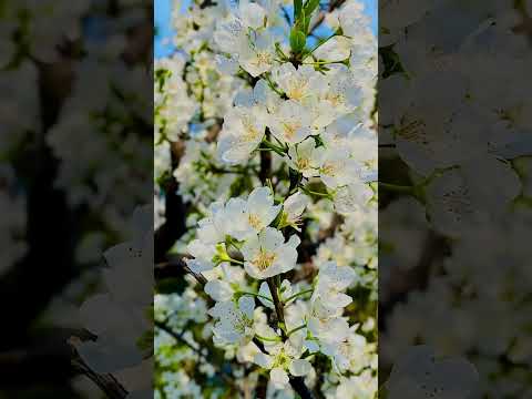 Spring is the season of joy 🌹 🌺 | Iphone quality video of flower😍 #reel #short #clip #flower #fyp