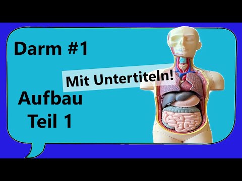 Darmaufbau 1/ Anatomie Wandaufbau, Darmrohr von innen, Querschnitt, Länge [Krankheiten verstehen]