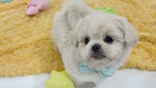 ハーフ犬の動画01