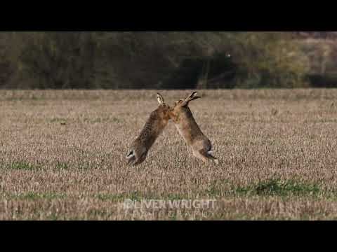 Mad as Feb Hare... (Boxing hares in Slow Motion)