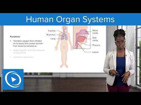 Human Organ Systems – Physiology | Lecturio Nursing